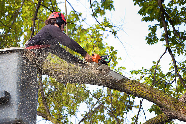 The Steps Involved in Our Tree Care Process in Troy, TX